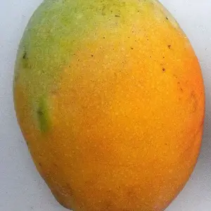 Pina colada mango tree crafted 3 gal