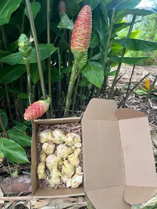 Shampo Ginger (Awapuhi) Root Rhizomes