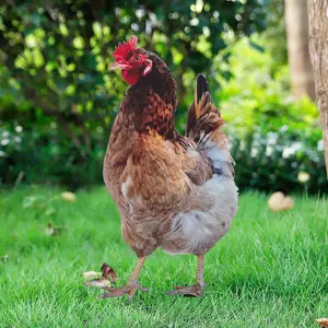 Rooster Hen Chicken Statue Outdoor Garden Ornament Yard Art Sculpture Decoration