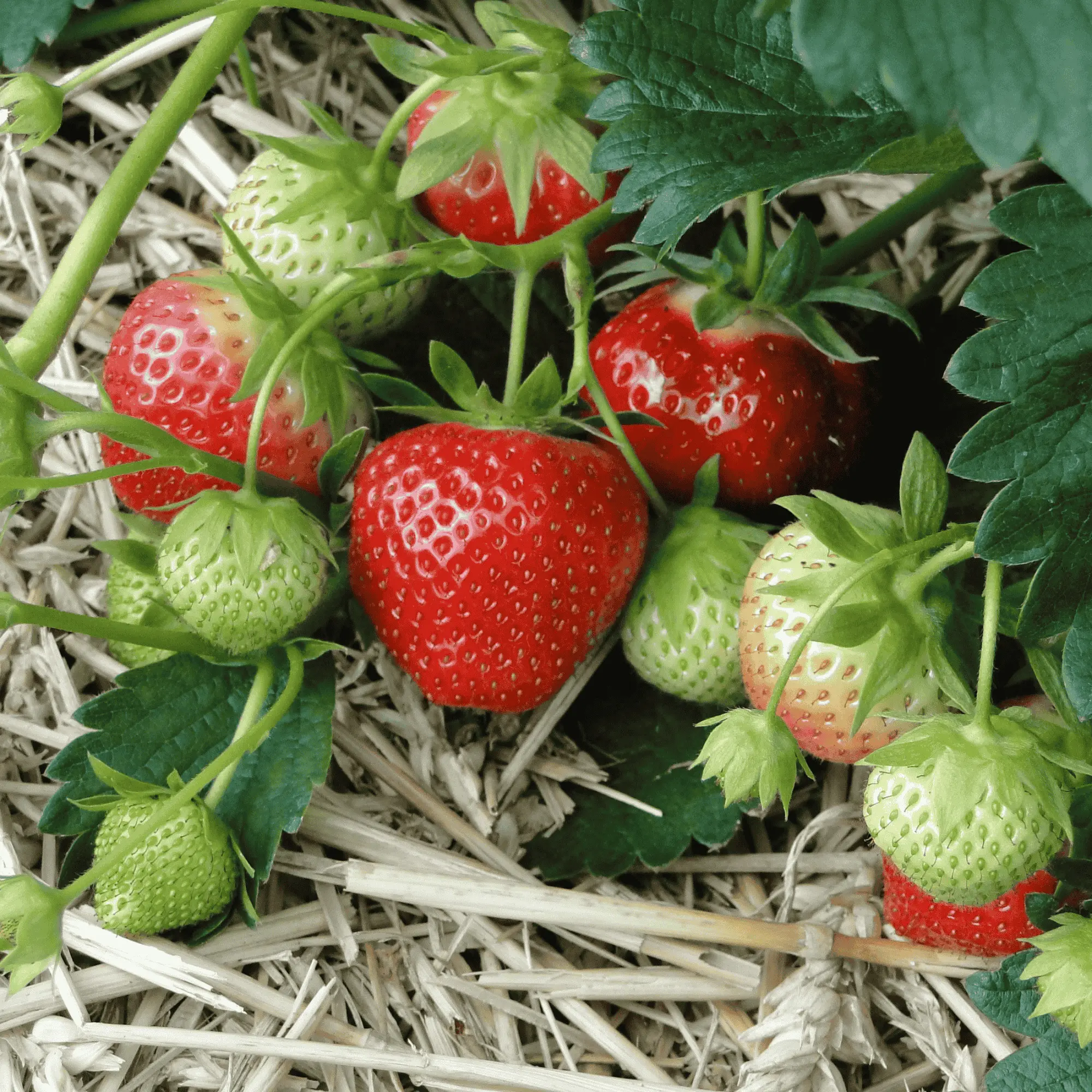 June-Bearing Strawberry Bare Root Plants | Large Sweet Strawberries | High-Yield, Non-GMO, Cold-Hardy, Disease-Resistant Fruit for Gardens & Containers