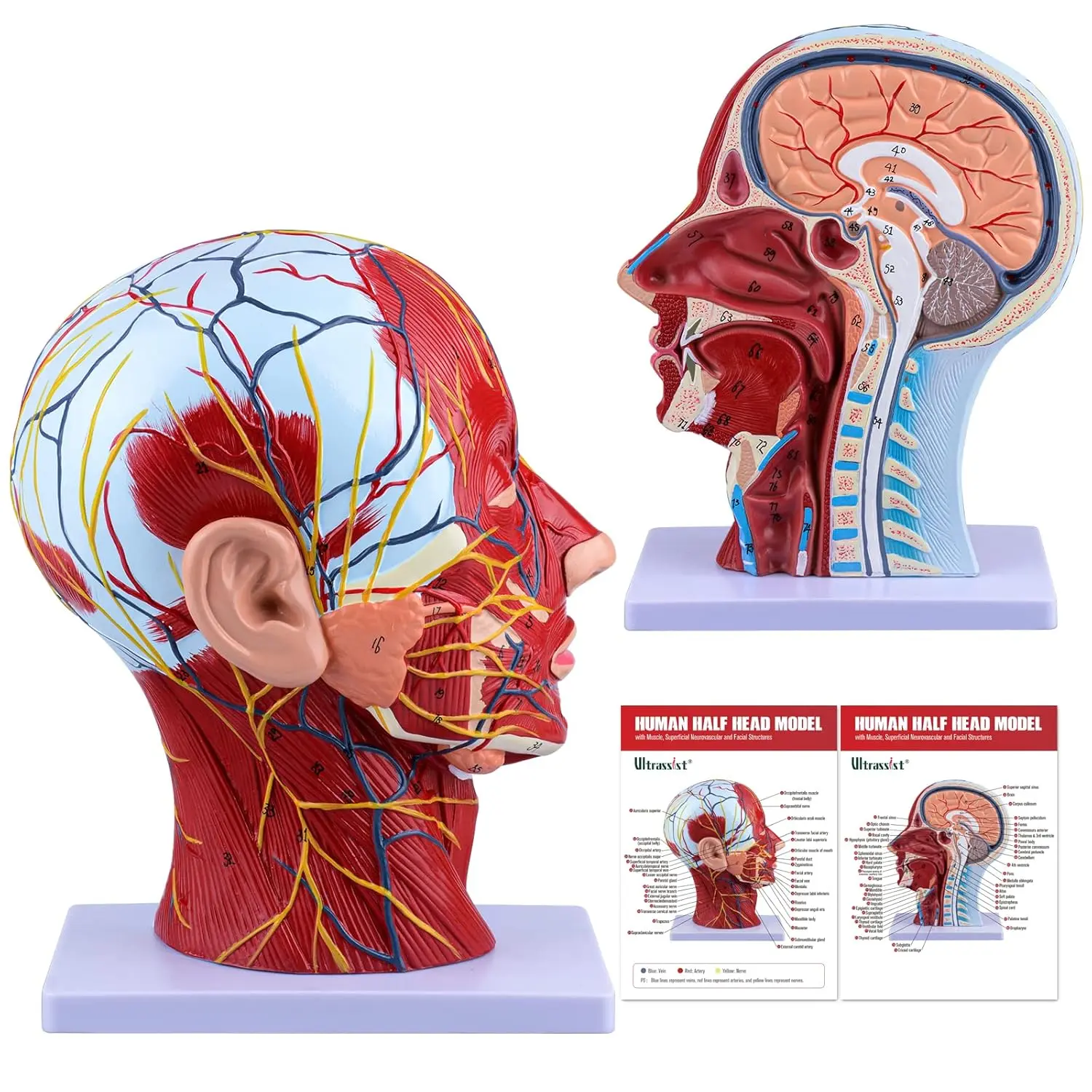 Ultrassist Realistic Plastic Human Half-Head Anatomical Model - Face & Facial Structures, Superficial Neurovascular Details, Musculature, Asaro Head, Nasal Cavity, Throat, Brain Anatomy for Medical Students, School Educational Supplies