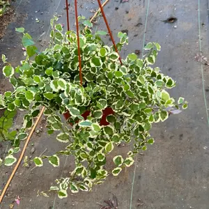 Variegated creeping fig plant 6 inch pot