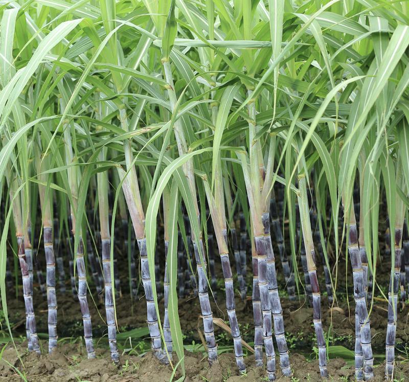Fresh Purple Sugarcane Stalk 10 Inch Length with Multiple Growth Nodes Natural Raw Cane for Growing or Eating by Greenhouse PCA