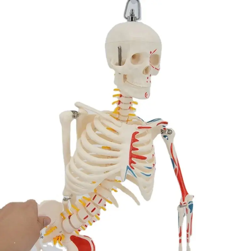 Plastic Human Skeleton Model (85cm): White Color with Muscles