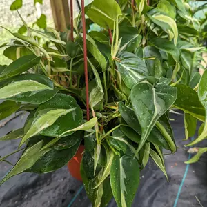 Philodendron Rio/Silver Stripe 6 inch basket