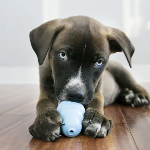 KONG - Puppy Toy Natural Teething Rubber - Fun to Chew, Chase and Fetch - Blue Stuffable For Dog Pet Supplies