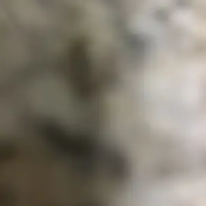 review image 6