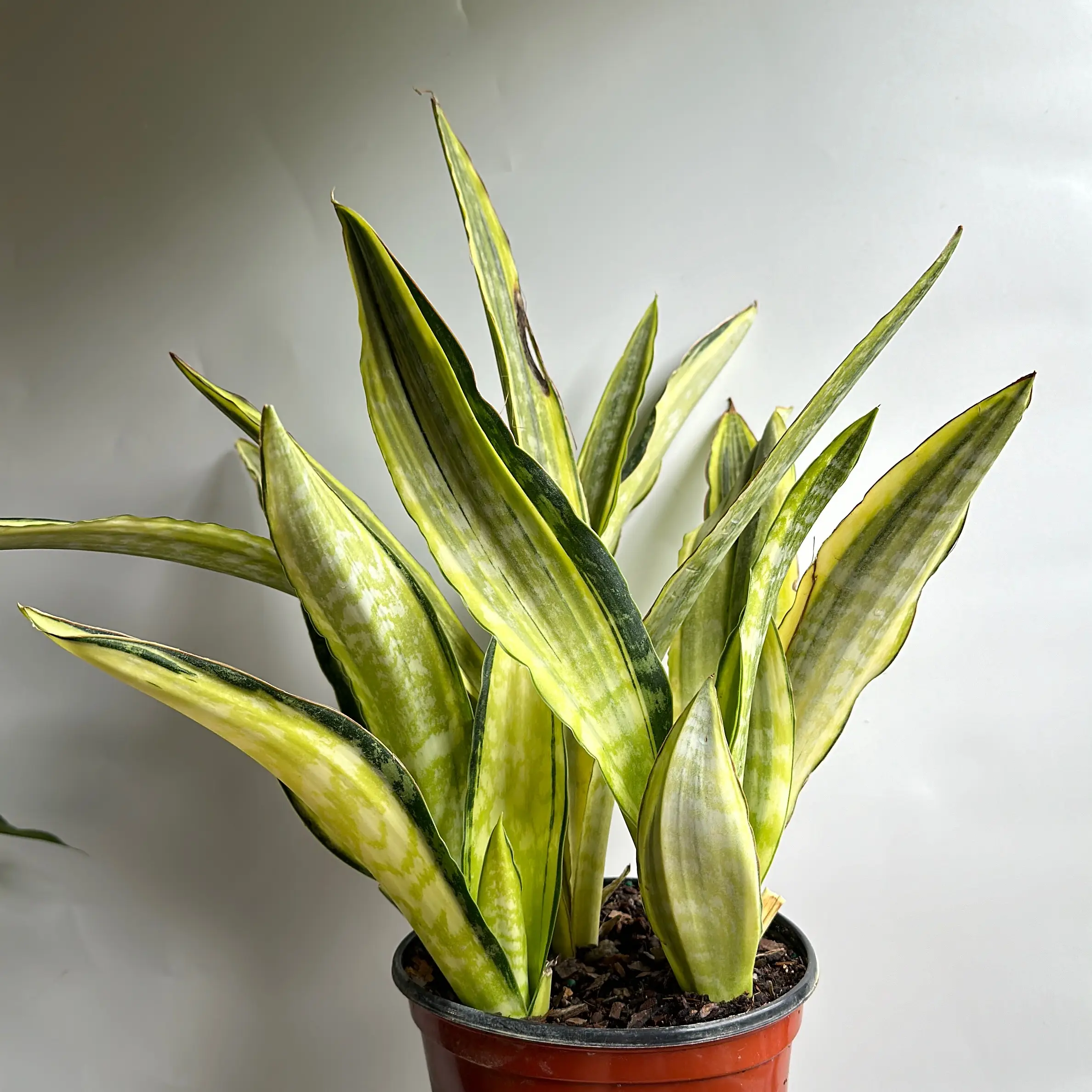 Sansevieria Lauren Golden 6" House Plant - Unique Leaves, Easy to Care for, Indoor Home Decoration, Snake Plant, Beginner Plant