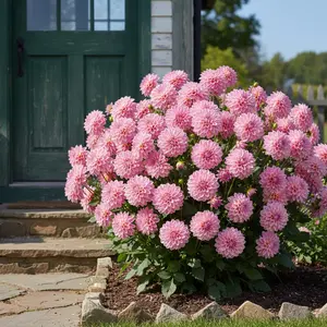 100 Pink Dahlia Seeds – Decorative Double Bloom Flowers for Garden Planting