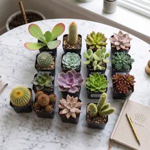 2/4/16 Pack Assorted Succulents Plants - 2" Live Succulents for Indoor Outdoor,Rooted House Plants,Gift for Party Wedding Office Home Garden Decor