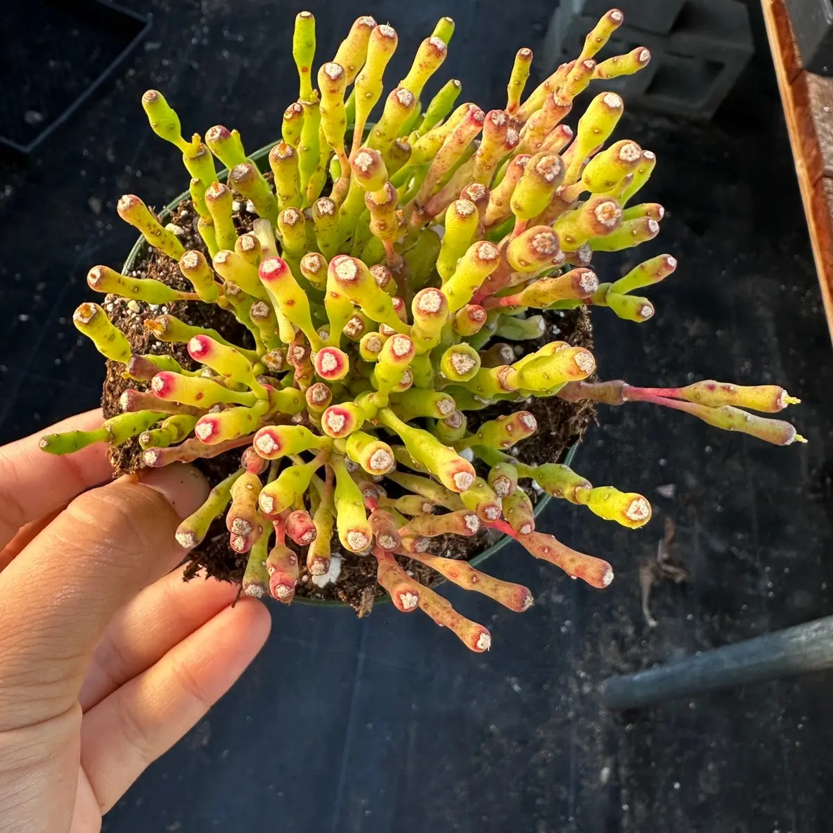 Rhipsalis Dancing Bones 4 inch pot succulent plant