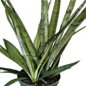 6" Sansevieria 'Silver Streak' Snake Plant Houseplant for Beginners