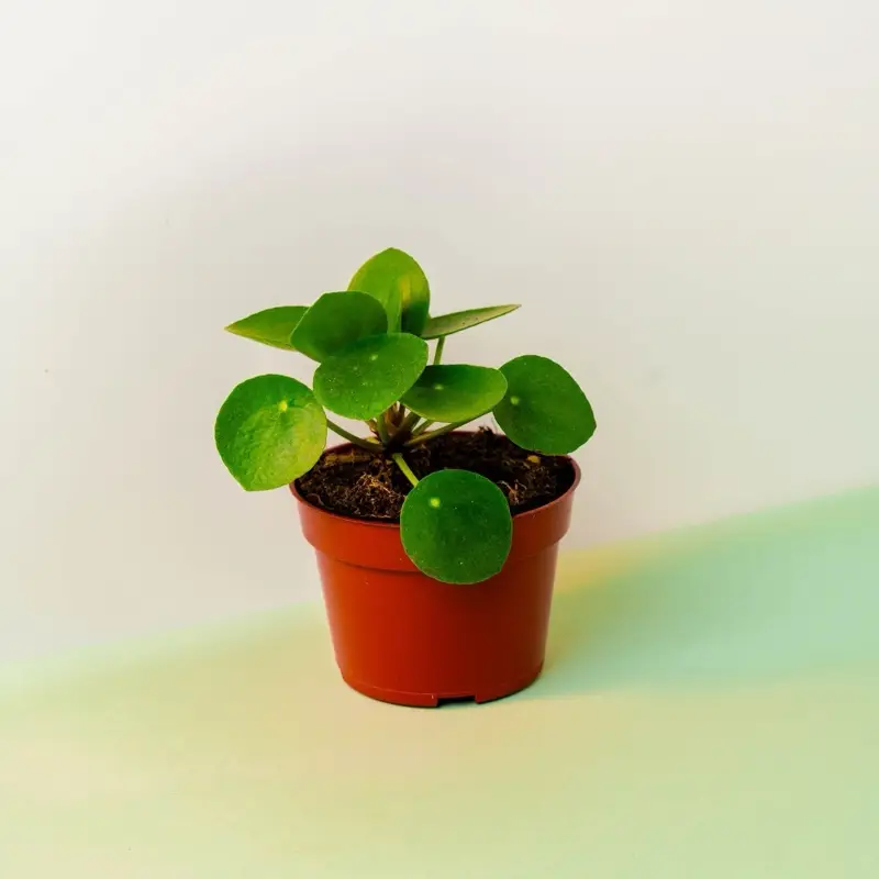 Pilea Peperomiodes - 4 Inch
