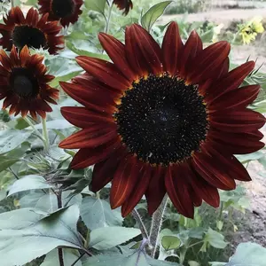 50 Pcs Velvet Queen Sunflower Seeds – Rare Heirloom, Non-GMO, Fresh Garden Flowers for Stunning Outdoor Blooms