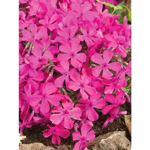 Green River 50 Drummonds Pink Phlox Seeds - Flower Seed Pack, Heritage Blooms, Full-Sun Color Pop, Classic Cottage Garden Choice, Long Bloom Period, Beginner Friendly, Great For Flower Beds And Mixed Borders
