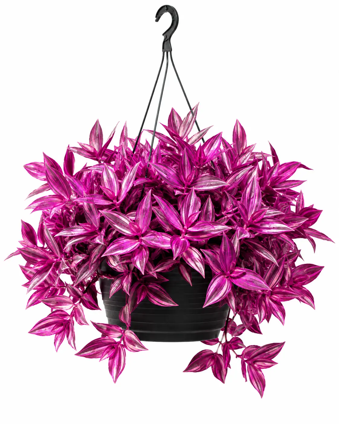 Pink Pony Club Tradescantia Cuttings – 2-Pack Pink & Purple Variegated Trailing Houseplant