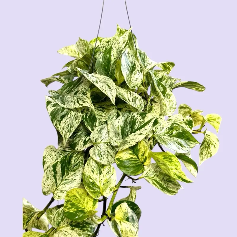 Snow Queen Pothos 6” - Easy Care Variegated Vining House Plant - Not Pet Safe
