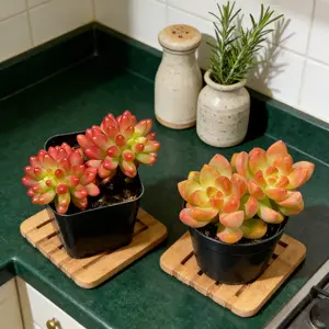 The Bright & Cheerful 16oz Pot: Golden Sedum + Pink Jelly Beans