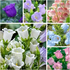 2000+ Mix Bellflower Seeds Campanula Seeds, Annual Flowering Plants Attract Butterfly Hummingbirds Heirloom Lovely Flowers Easy for Planting
