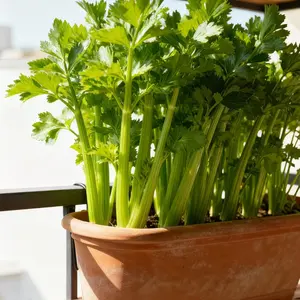 High Germination Celery Seeds Non-GMO Heirloom Vegetable Seeds for Home Garden Planting Fresh & Organic Celery Seed for Easy Cultivation & Rich Harvest