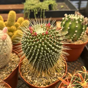 Mammillaria Un Pico 6 inch pot Plant Cactus