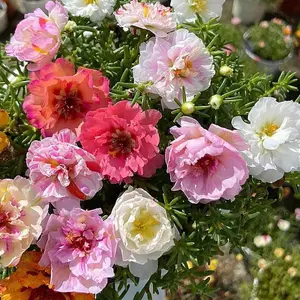 (Moss Rose) Seeds, Portulaca Grandiflora Mix, 10000 Bulk Perennial Purslane Flower Seeds for Planting Outdoors(99% Pure Live, Non-GMO), Large Blooms, Attracts Pollinators, Easy to Grow