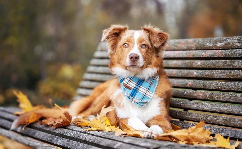 Lionet Paws Dog Bandana for Small, Medium, Large Dogs & Cats - Triangle Bibs Scarf for Girl or Boy