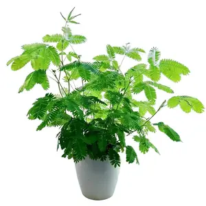 Mimosa Pudica Seed Pack - 100 Rare Touch-Sensitive Plant Seeds for Indoor/Outdoor Growing - Live Mimosa Tree Seeds