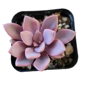 Live Graptoveria Debbie Plant - Graptoveria Topsy Debbie - Pink Succulent - 2.5 Inch Pot