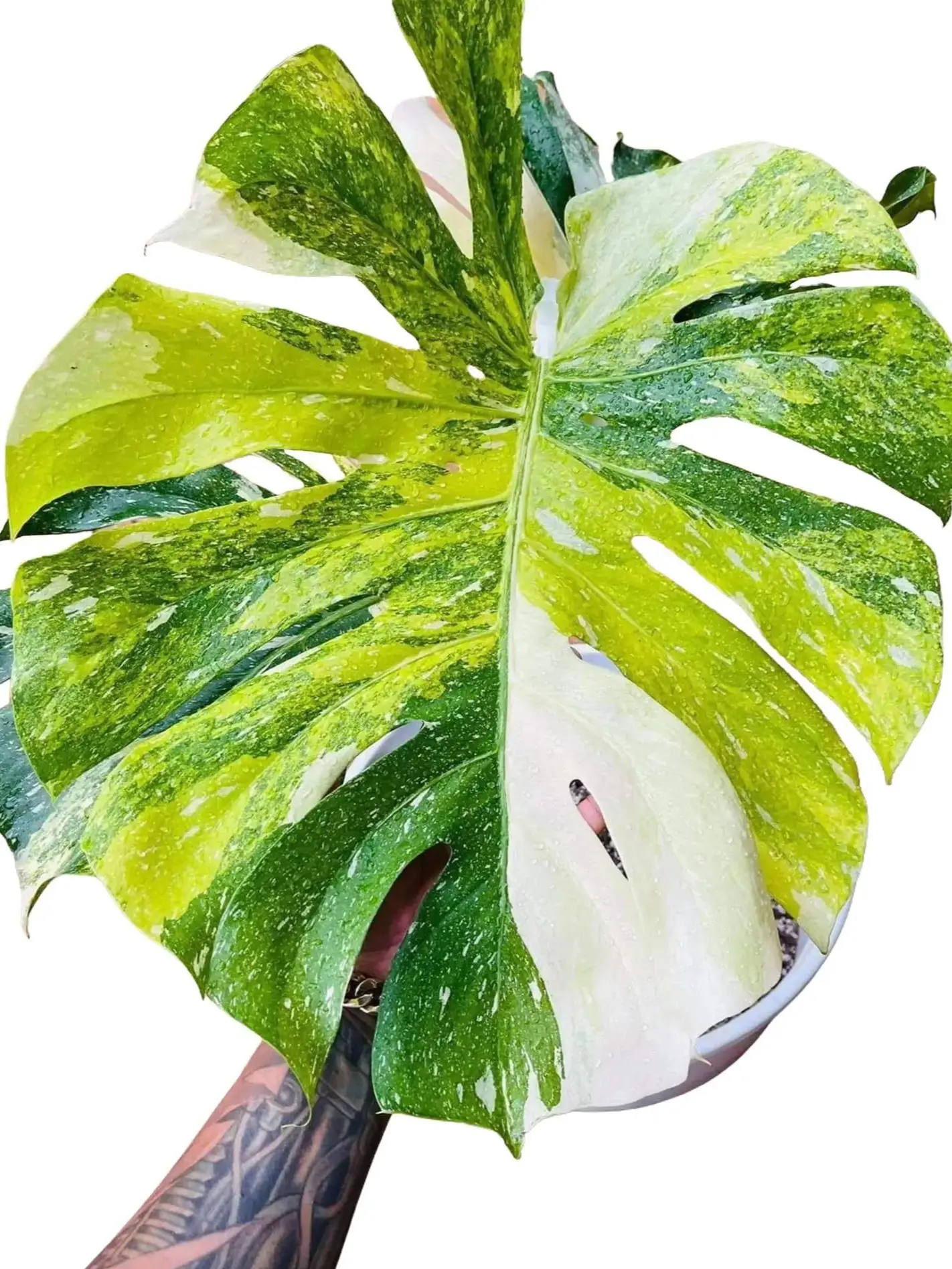 Monstera Tricolor Thai Constellation Tissue Culture Live Plant - Miracle - Monstera Deliciosa