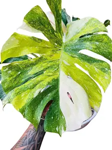 Monstera Tricolor Thai Constellation Tissue Culture Live Plant - Miracle - Monstera Deliciosa