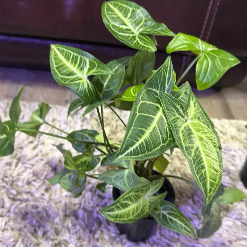 Syngonium podophyllum 'Batik