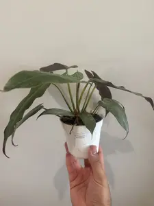Philodendron Atabapoense - 4''