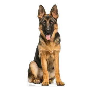 Advanced Graphics  46 x 21 in. German Shepherd Life-Size Cardboard Cutout