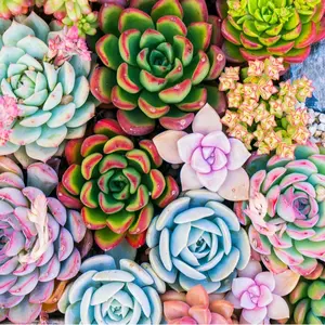 Mixed Succulent Garden Seeds for Planting - 500 Seeds