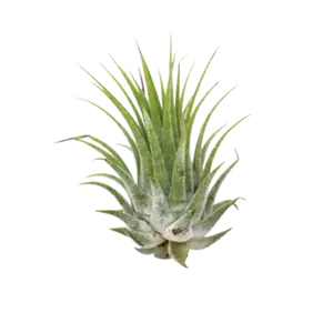 Tillandsia Air Plant Ionantha - 5 Pack