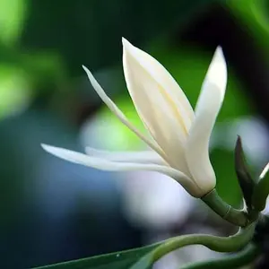 FRAGRANT LIVE PLANT 3ft Grafted White Magnolia longifolia - Michelia champaca Alba - Michelia champaca - Champak - Golden champa - Joy Perfume Tree - Chinese Orchid Flower Tree Tropical Ornaments Decor Decorative