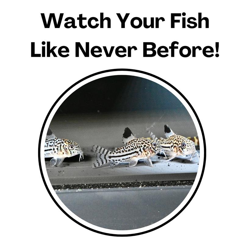 Aquarium Underground Tunnel Cave | Viewing Fish & Shrimp Under Gravel Tunnel | Fish Tank Decor Decoration Hideout Perfect for Corydora Catfish, Kuhli Loach, Clown Loach, Pleco