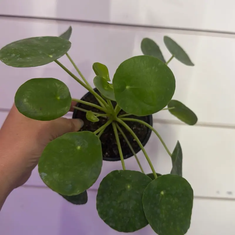 Chinese money plant