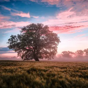 Daydreams (Montale type) - Premium Fragrance Oil