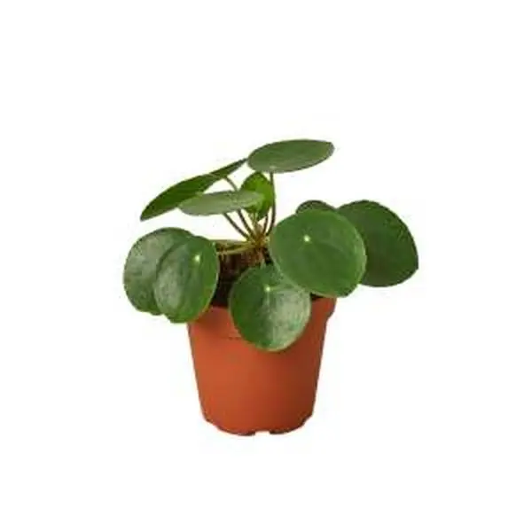money plant variegated Buy best veriegated money plant from plantsden.com in Bangalore – Plantsden main image 1