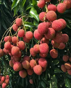 Large Sweetheart Lychee in 10" Pot, 2 to 4 Ft tall, air layered