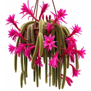 6” Golden Rat Tail Cactus