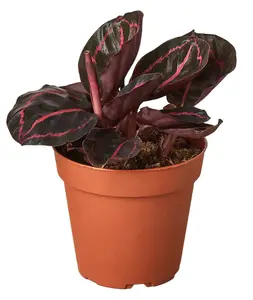 Calathea 'Dottie'