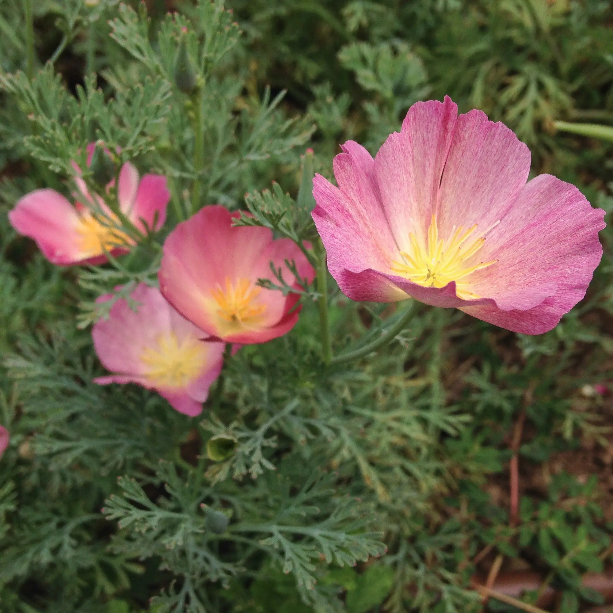 Purple Gleam California Poppy