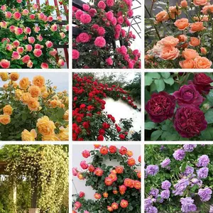 Mixed Color Climbing Rose Seeds – 200 to 2000 Seeds, Easy to Grow, Year-Round Planting, 95% Germination Rate