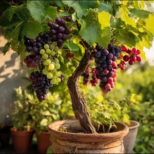 200Pcs Colorful Grape Seeds – Sweet, Juicy & High-Yield, Super Easy to Grow in Pots, Perfect for Home Patios, Balconies & Small Gardens