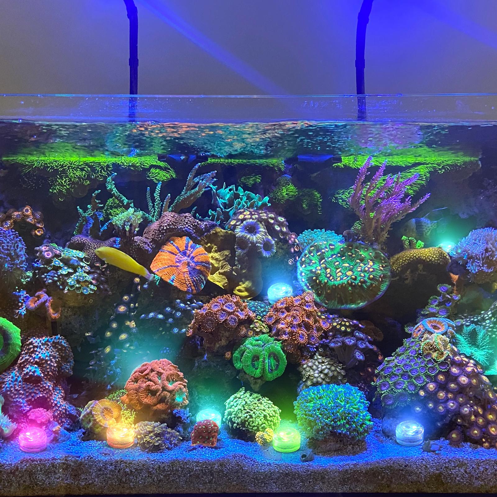 HL Small submersible LED lights with remote control, mini LED light, waterproof tea light, underwater lights, flameless candles, suitable for vases, fish tanks, hot tubs, parties, weddings, Halloween decorations