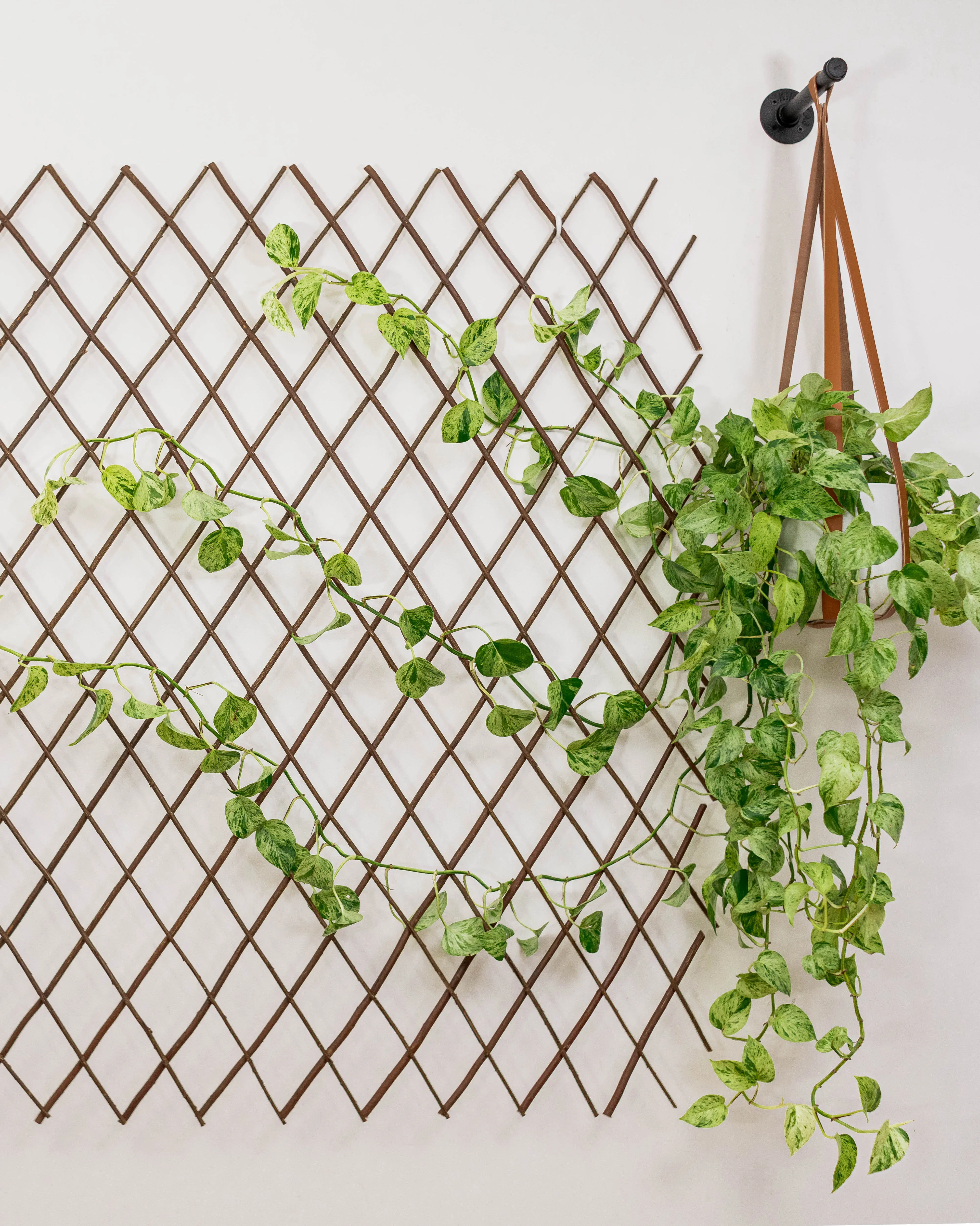 Orana Home Plant Wall Kit to Build Your Own Green Wall with Your Trailing Houseplants