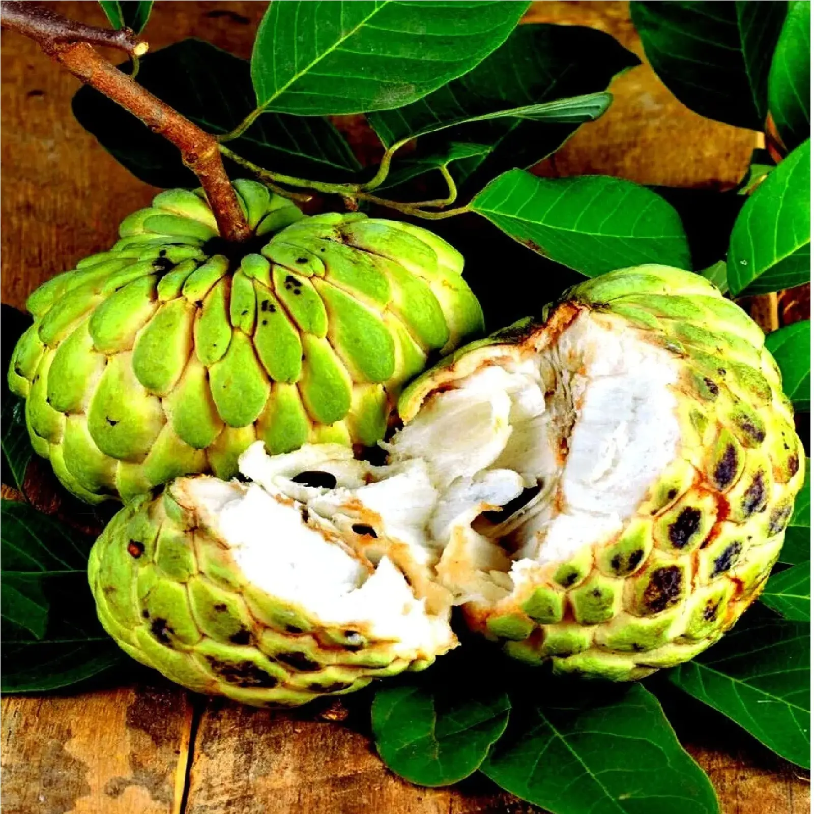 10 Sugar Apple Fruit Tree Seeds (Annona squamosa) Tropical Sweetsop Plant Tropical Fruit Sweet,  10 Tree Seeds